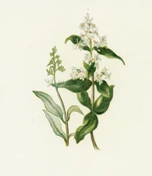Troène, Ligustrum Vulgare